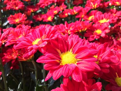 Flowers red pink petals