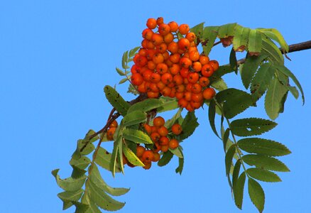Rowan mountain ash autumn