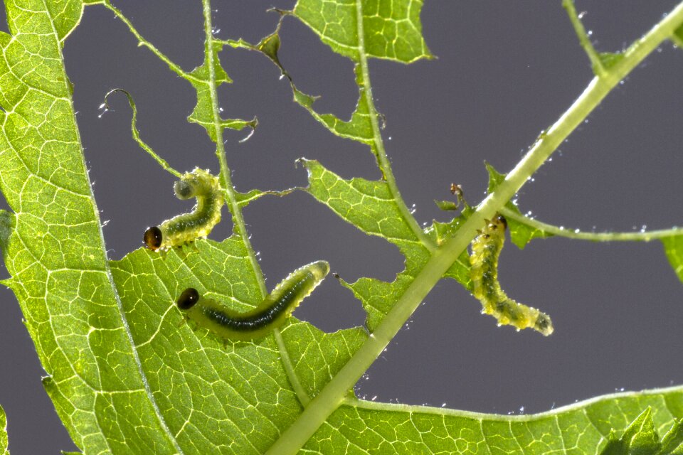 Leaf damage small caterpillar gluttonous