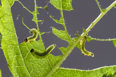 Leaf damage small caterpillar gluttonous