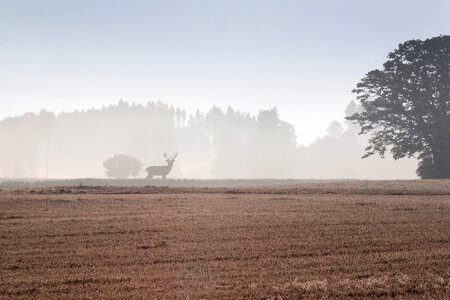 Landscape forest agriculture