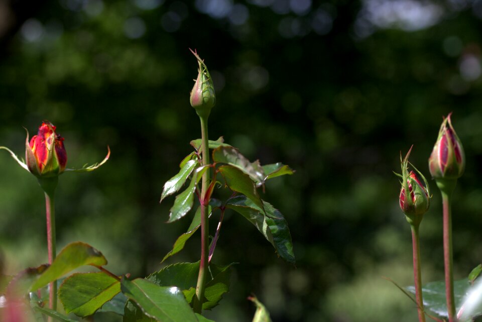 Flower plant nature