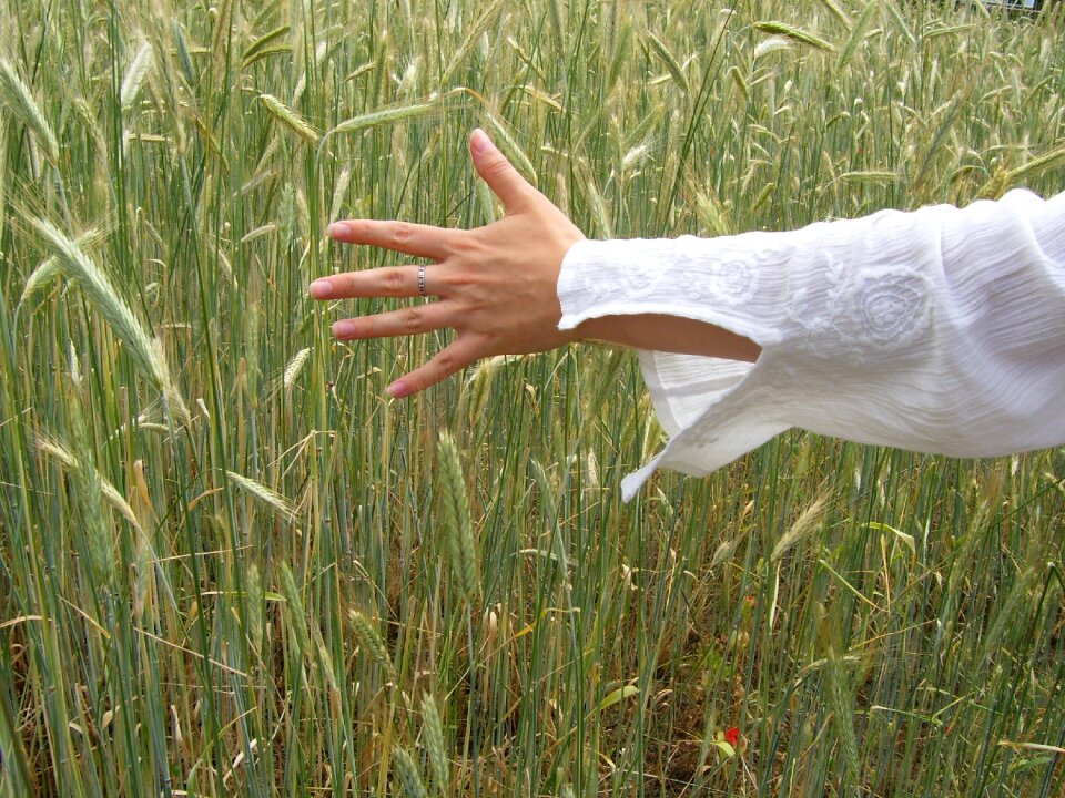 Wheat female freedom photo