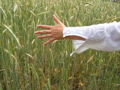 Wheat female freedom