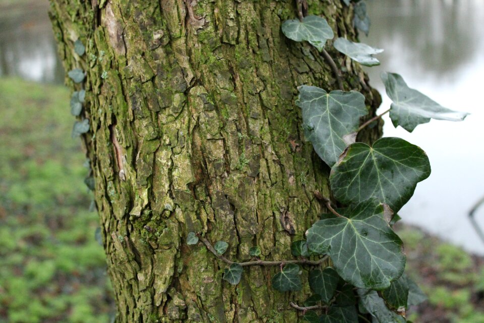 Forest climbing wood