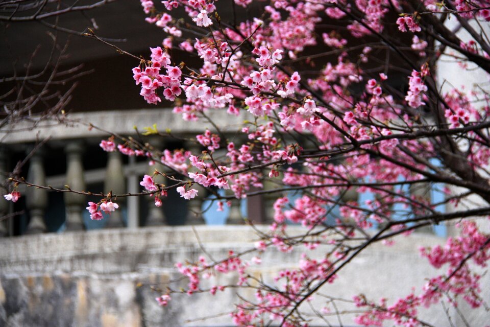 Spring building white