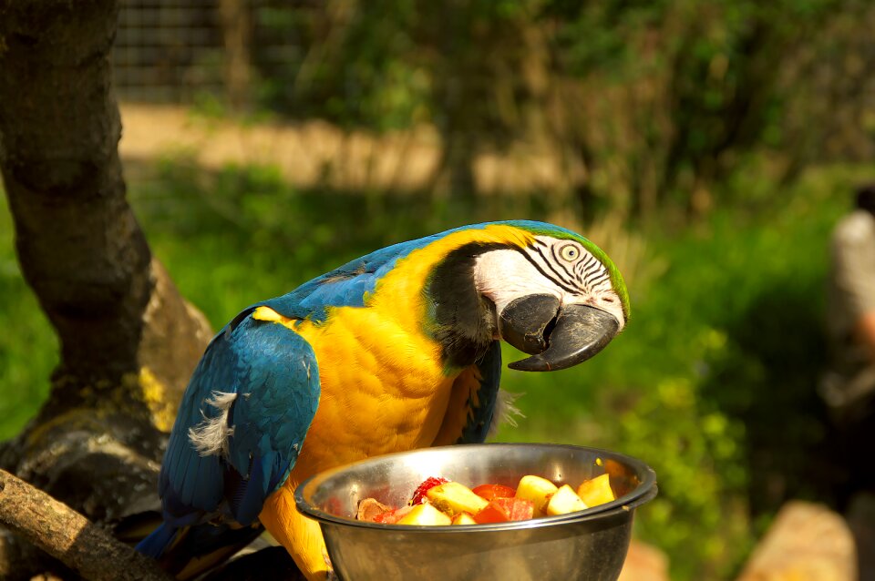 Animal park colors ara