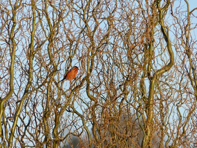 Hedge cage red
