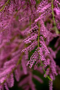 Flowers mov decorative