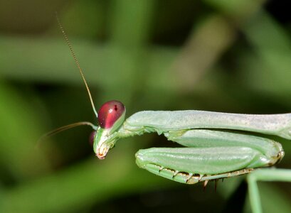 Bug green green insect photo
