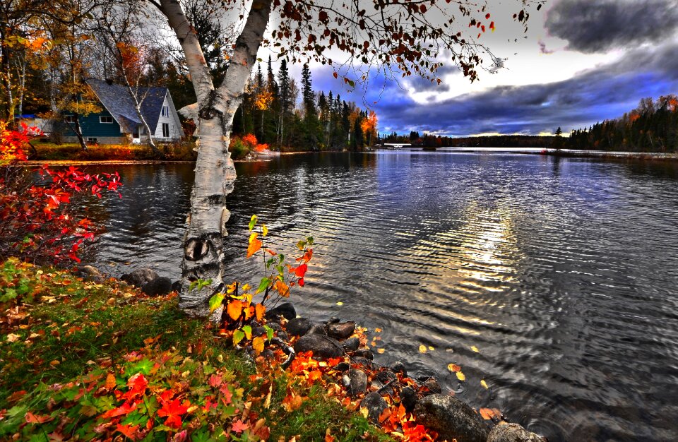 Leaves serenity colorful