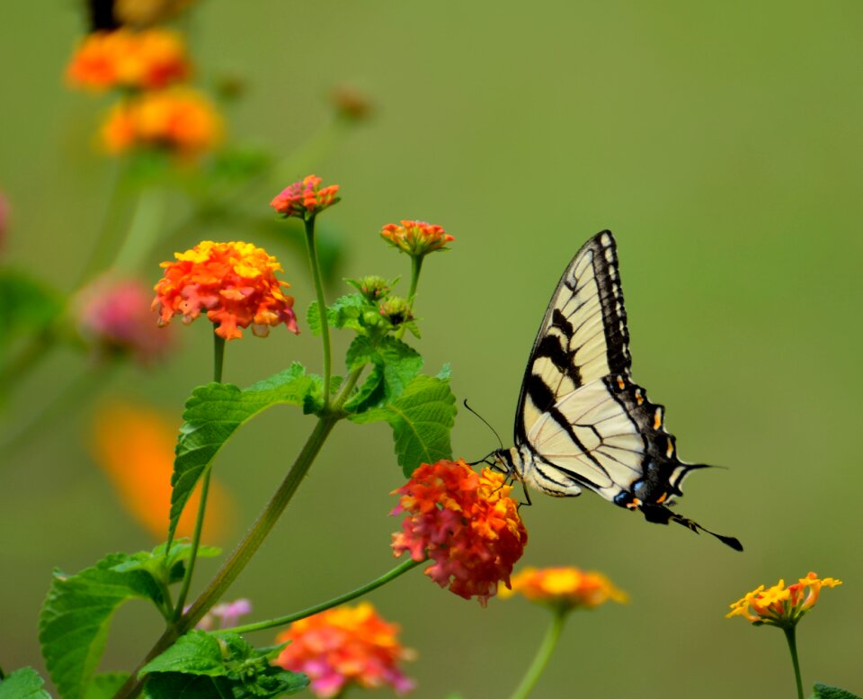 Black nature resting