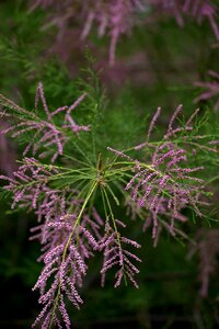 Flowers mov decorative