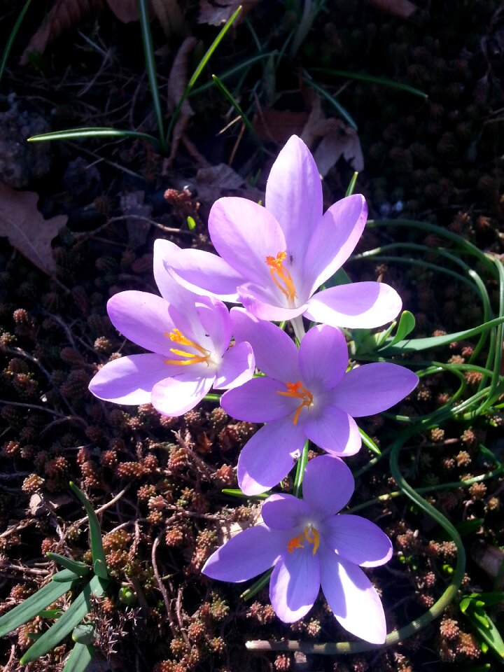Spring spring crocus harbinger of spring