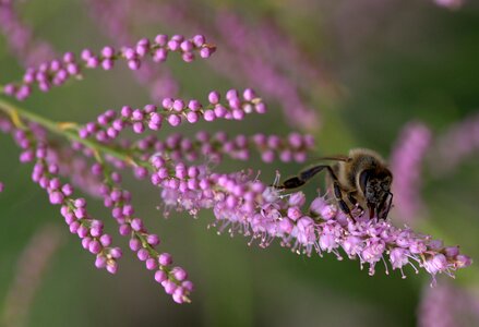 Mov decorative wild photo