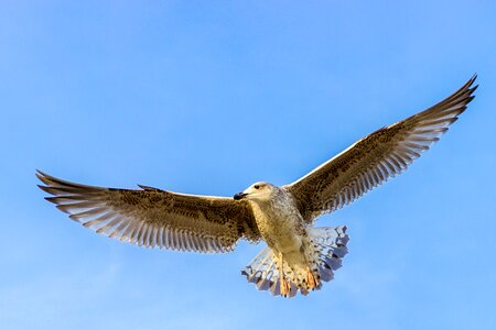 Baltic sea plumage flight