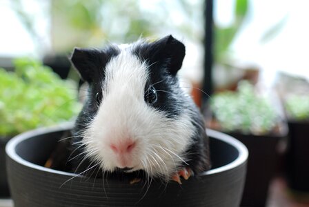 Animal cute rodents