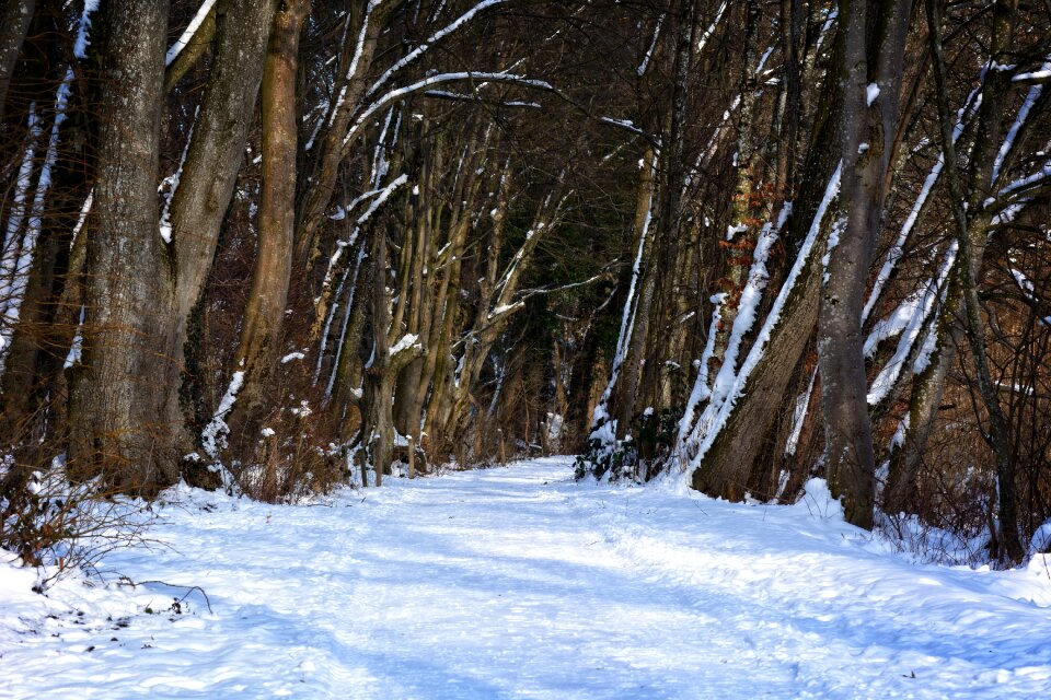 Away trees wintry