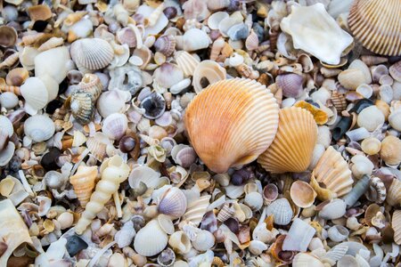 The mussels shell sea
