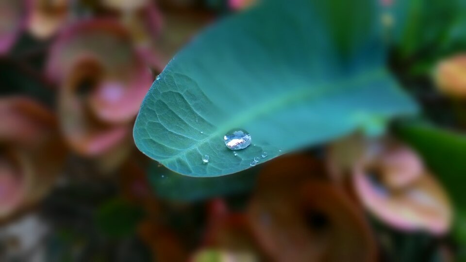 Drops of water eight immortals autumn leaves