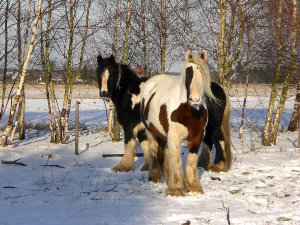 Winter wintry wintertime