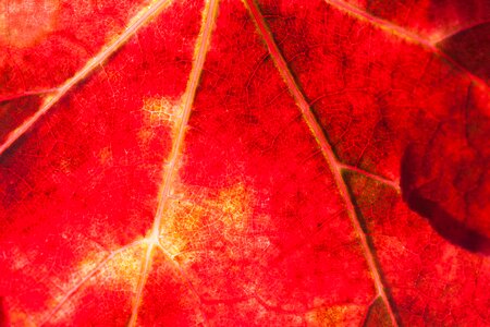 Vineyard plant autumn