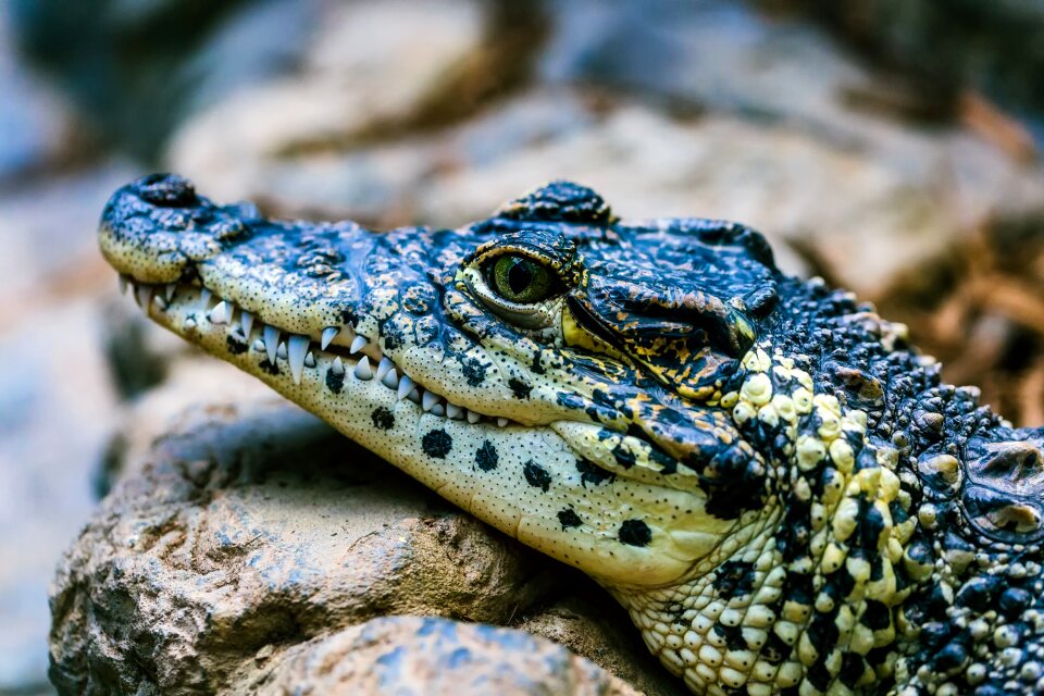 Wildlife crocodile predator