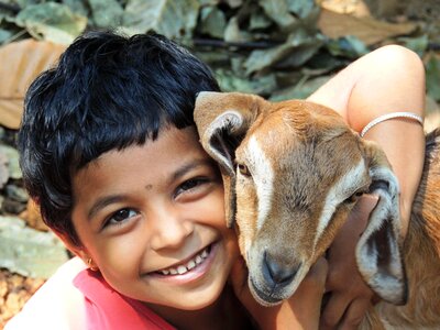 Animal child sheep