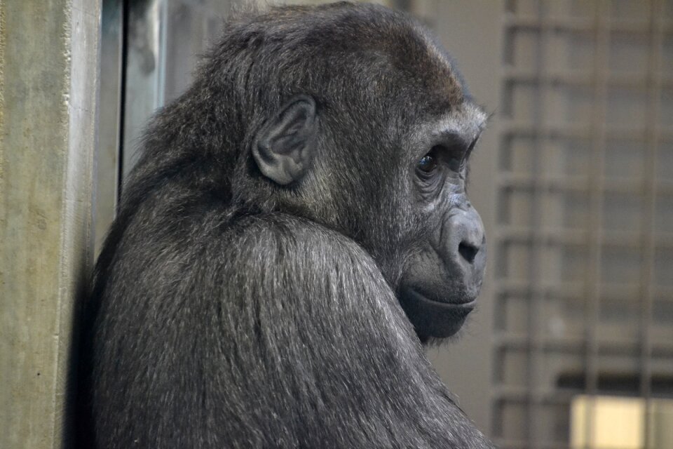 Animal face zoo