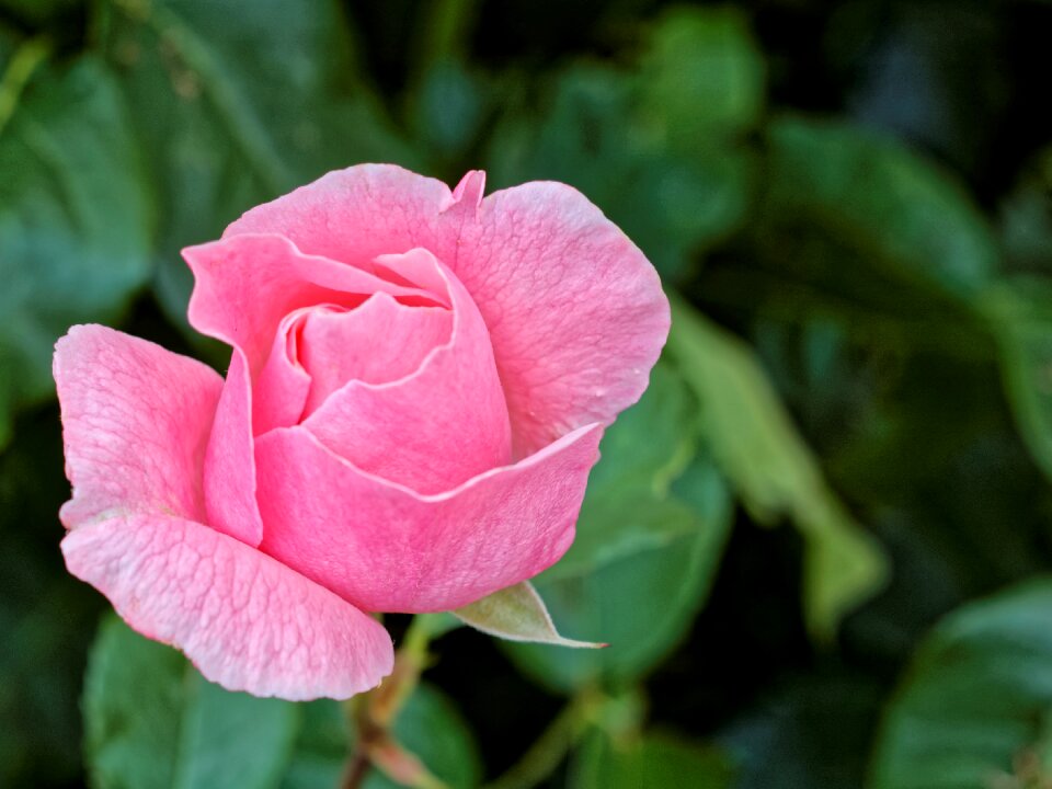 Rose bloom garden roses pink roses