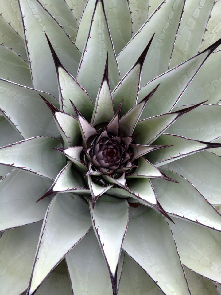 Nature plant outdoor