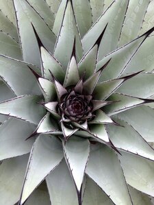 Nature plant outdoor
