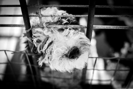 Animals cage prison photo