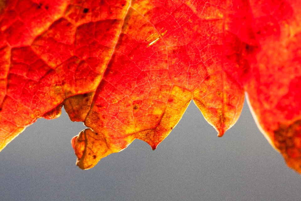 Vineyard plant autumn