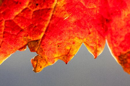 Vineyard plant autumn