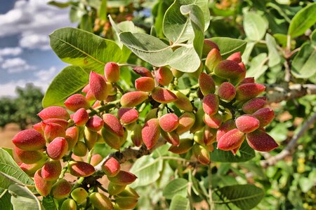 Antep peanut tree
