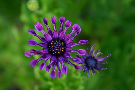 Nature floral purple flowers photo