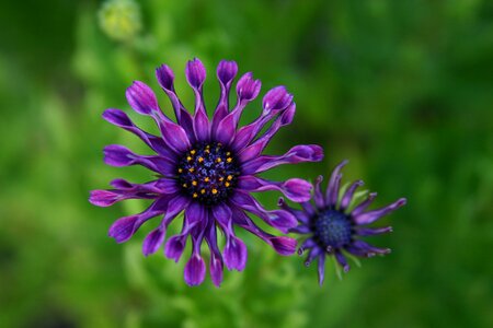Nature floral purple flowers