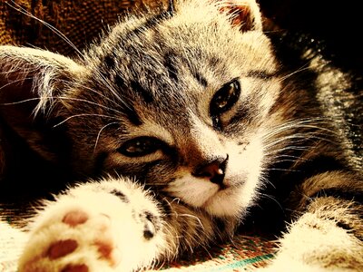 Sad feline muzzle