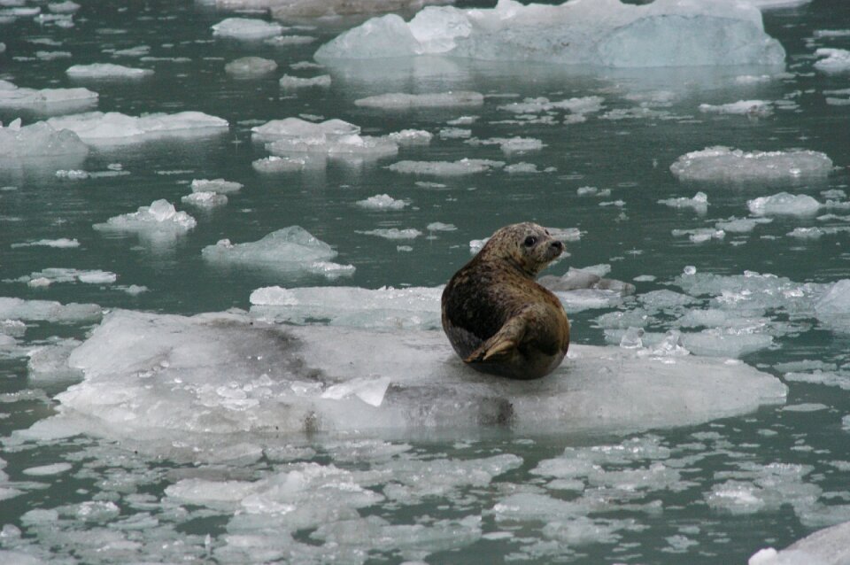Wildlife nature ocean