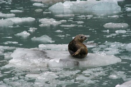 Wildlife nature ocean