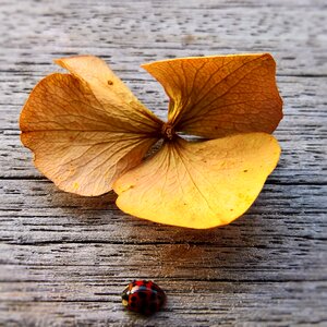 Dried hydrangea leaf close up lucky charm