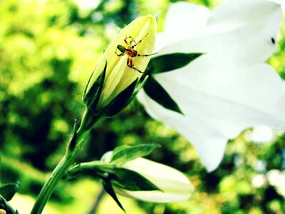 Multi color flora fauna photo