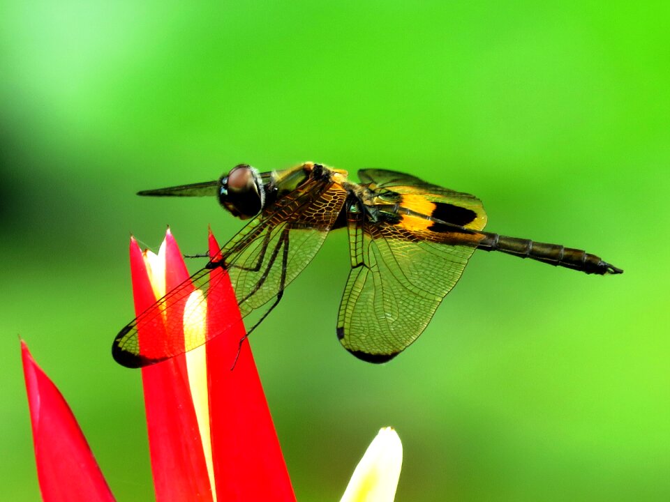 Sitting rest dragonfly photo