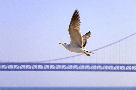 Bridge fly animal photo