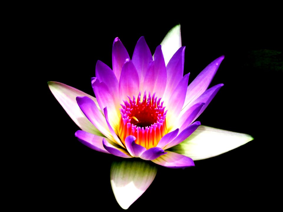 Flower nature blossom