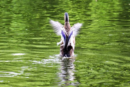 Wing flying anatidae