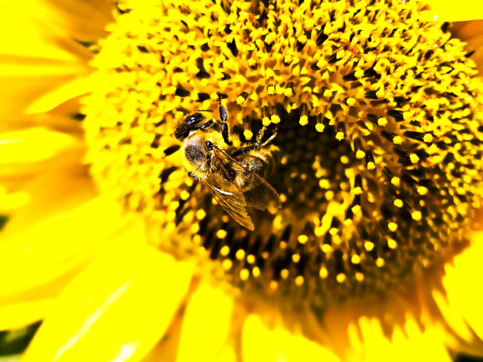 Insect flower yellow flower