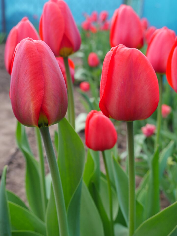 Tulip field flowers red