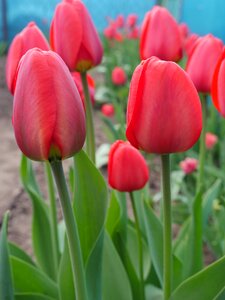 Tulip field flowers red